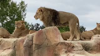 Visite du Zoo de Beauval et du Dôme Équatorial [upl. by Androw]