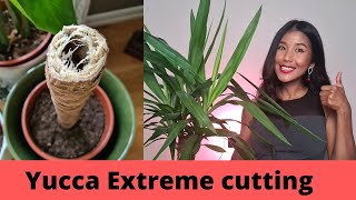 Yucca propagation extreme way  Faster growing yucca propagations by cutting the main thick stem [upl. by Dorweiler]