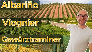 Albarino Viognier Gerwurztraminer What You Need to Know for WSET L2 in Wines  10 questions [upl. by Skyla]