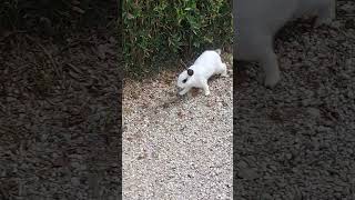 I coniglietti cercano il tunnel degli anatroccoli Vogliono tuffarsi nel laghetto [upl. by Itnava765]