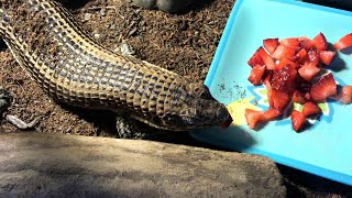 Plated Lizard Eating Fruits off a Plate [upl. by Anrahs]