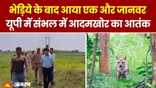 UP Animal Attack भेड़िए के बाद UP में नए जानवर ने फैलाई दहशत। Hindi News । Breaking । Wolf । Jackal [upl. by Maighdlin]