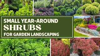 Small Evergreen Shrubs For Landscaping  12 Foundational Plants  Low Maintenance Shrubs [upl. by Fernyak949]