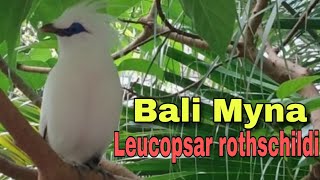 Bali Myna BirdLeucopsar rothschildi [upl. by Haelak]