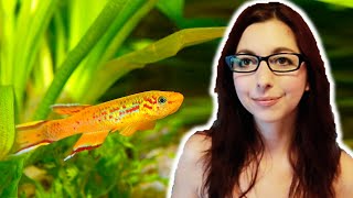 Killifish Beginner Care Guide  Get To Know The Killifish [upl. by Shama456]