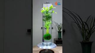 Indoor Plants  Hydroponics Plants Farming Family shorts hydroponicplants garden viral trend [upl. by Gnex]