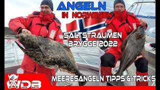 Angeln in Norwegen 2022 Saltstraumen Brygge Meeresangeln Dorsch Heilbutt mit Angel Berger on Tour [upl. by Rett]