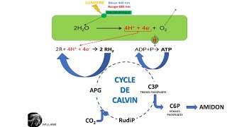 La photosynthèse dans le chloroplaste [upl. by Adler303]