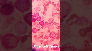 Mast cell tumor MCT  One of the most common types of skin tumors found in dogs [upl. by Ardnuasac351]