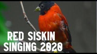 Red Siskin Singing Training 2020  Canto Pintassilgo [upl. by Engelhart]