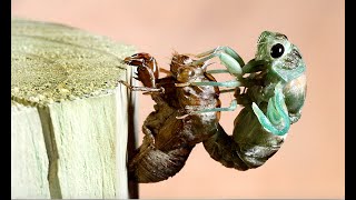 Cicada Molting From Shell Time Lapse [upl. by Annayrb]