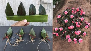 How to grow Impatiens walleriana from leaves [upl. by Tenn]