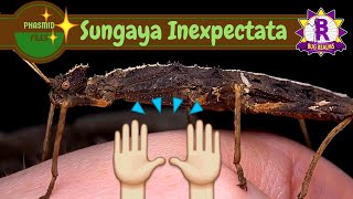 Phasmid Files 1 Sungaya Inexpectata  The Sunny Stick Insect [upl. by Leavelle]