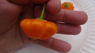 âŸ¹ Brazilian Starfish Orange Pepper  Capsicum baccatum  Pod Review [upl. by Arodaeht]