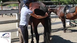 Pelvic Matrix Exercise for Horses [upl. by Zoltai]