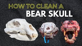 HOW TO CLEAN A BEAR SKULL [upl. by Raybourne120]