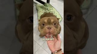 The sweetest bulldog online love amimals bulldog cute pets shorts shortsvideo [upl. by Akkin]