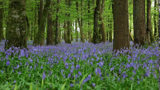 Forest Birdsong Nature SoundsRelaxing Woodland Bluebells Bird SoundsMeadow Ambience Birds Singing [upl. by Notlaw]