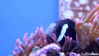 Amphiprion mccullochi clownfish pair from Live Aquarium [upl. by Analeh]