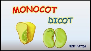 Monocot Vs Dicot plants 12 major differences [upl. by Ryann]