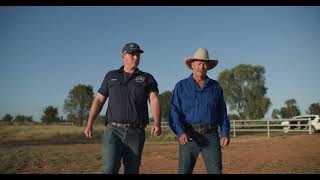 Pestivirus can cost you over and over again Dr Brendan Brieffies QLD Cattle Vet [upl. by Enitsenrae]