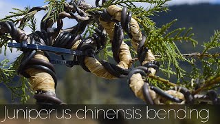 Juniperus chinensis Shimpaku bonsai bending  Arkefthos Bonsai [upl. by Wilden]