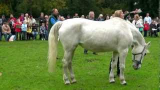 Paardenkamp Soest HD [upl. by Seena]