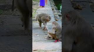 Floran and Jenifer baby change much for joking Smart monkeys babylovermonkey babyanimal cute [upl. by Devad]