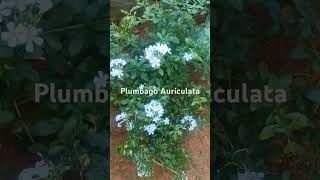 Brighten gardens with Plumbago auriculata This blue flower attracts butterflies flowers shorts [upl. by Lewellen]