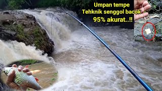 UMPAN TEMPE KOTAK JITU BUAT MANCING TAWES LIAR [upl. by Tereve]