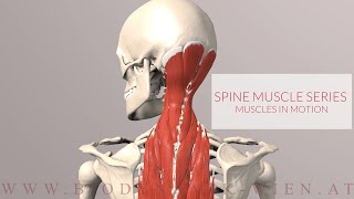 Spine Series Neck Muscles in Motion 3D Animation [upl. by Ynnad527]