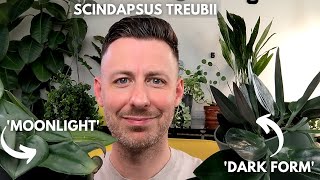 Scindapsus Treubii houseplant care [upl. by Appledorf853]