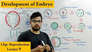 Cleavage and Blastulation  Development of human Embryo [upl. by Atteve]