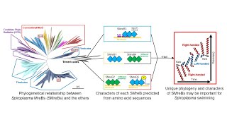 Phylogenetic origin and sequence features of MreB from the wallless swimming bacteria Spiroplasma [upl. by Jala549]