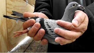 quotWisconsins Pigeon Racequot Documentary Film 2017 [upl. by Mikel]