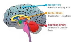 CÉREBRO TRINO  REPTILIANO  LÍMBICO  NEOCÓRTEX [upl. by Guyer]