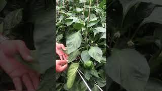 Micronutrient deficiency in colour capsicum [upl. by Flessel]