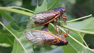 Itchy mite bites on skin linked to cicada eggs health experts explain [upl. by Crosse]