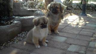 Tibetan Spaniel Pup 11 Weeks Old [upl. by Nurav449]