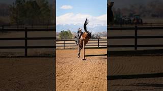 The spiciest noodle🙄☺️ horse equestrian fyp farmlife jump colorado [upl. by Akanke]