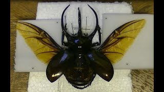 Mounting a rhino beetle with open wings Chalcosoma caucasus [upl. by Justina]