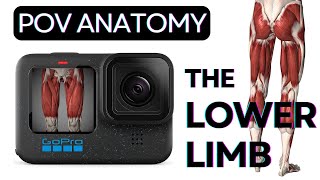 Lower Limb Anatomy POV  Learn Anatomy [upl. by Adroj481]