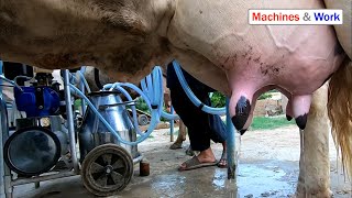 Cow milking machine  Milking machine for cows [upl. by Rozella]