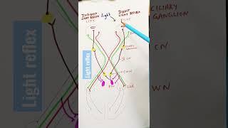 Light Reflex Pathway  Pupil constriction [upl. by Campos]