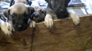 Black Mouth Cur Puppies 45 Weeks Old [upl. by Aleahs319]