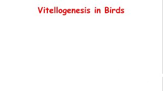 Vitellogenesis in Birds [upl. by Ken]