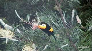 Regent Bowerbird [upl. by Naelopan671]