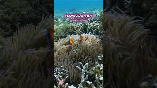 Flame Clownfish group living in a long tentacle anemone shorts nature ocean clownfish anemone [upl. by Leor]