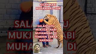 MUKJIZAT NABI MUHAMMAD JUGA DITEMENIN 2 HARIMAU SARAF892 tiger animals lion motivation [upl. by Nari]