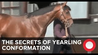 The Secrets of Yearling Conformation [upl. by Brottman]